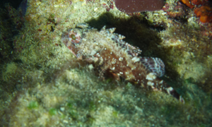 Stekfoto